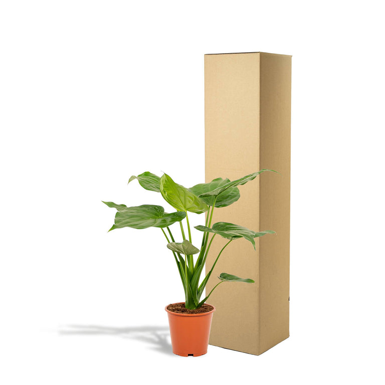 Alocasia Cucullata