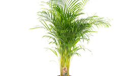 Dypsis Lutescens Lucia