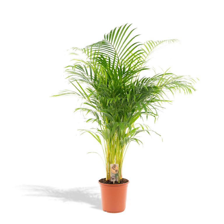 Dypsis Lutescens Lucia