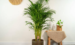 Dypsis Lutescens Lucia