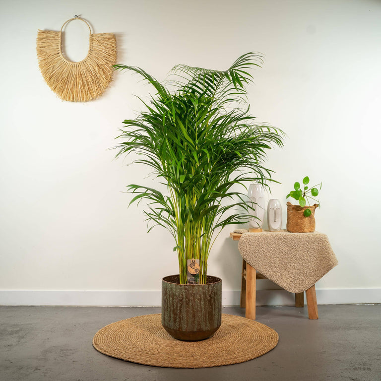 Dypsis Lutescens Lucia