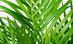 Dypsis Lutescens Lucia