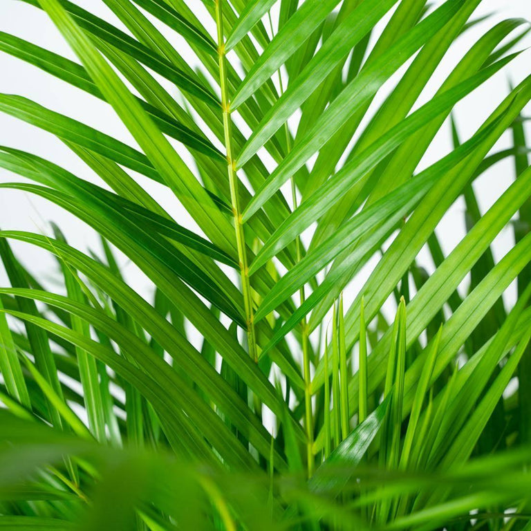 Dypsis Lutescens Lucia