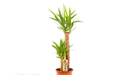 Palmlelie Neva