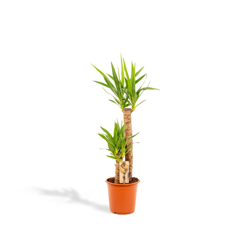 Palmlelie Neva