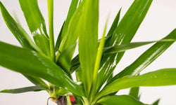 Palmlelie Neva
