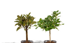 Set van 2 Ficussen in mand - Elastica & Benghalensis