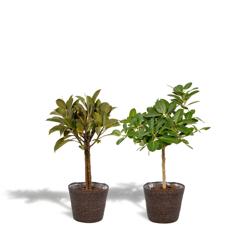 Set van 2 Ficussen in mand - Elastica & Benghalensis