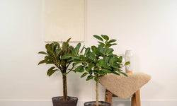 Set van 2 Ficussen in mand - Elastica & Benghalensis