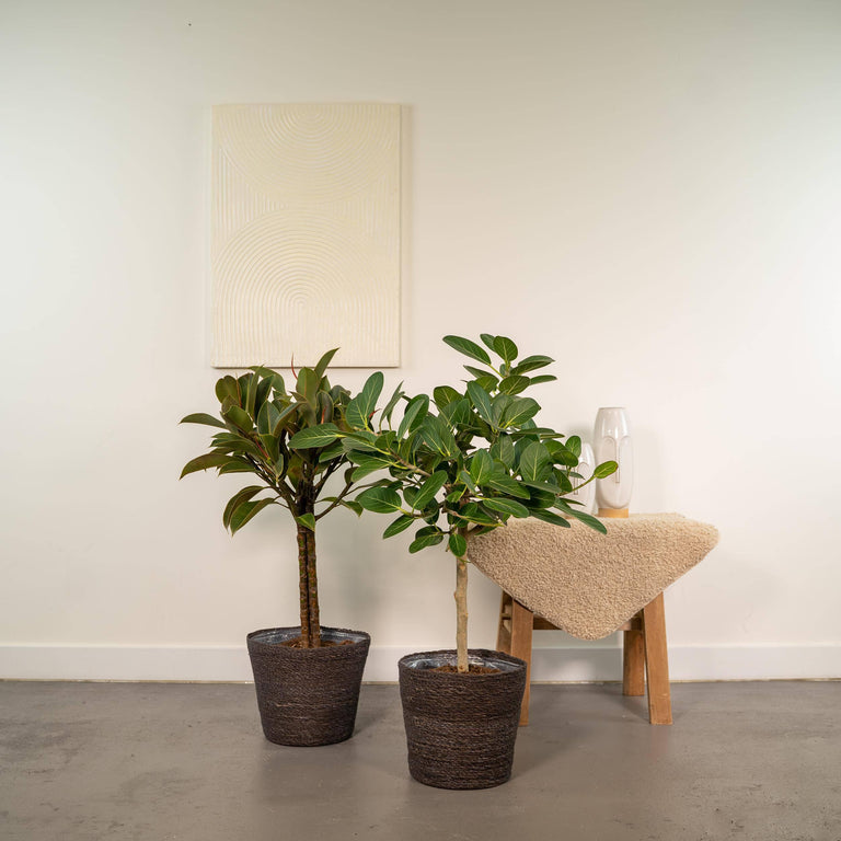 Set van 2 Ficussen in mand - Elastica & Benghalensis