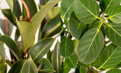 Set van 2 Ficussen in mand - Elastica & Benghalensis