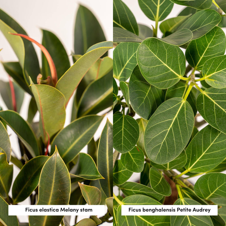 Set van 2 Ficussen in mand - Elastica & Benghalensis