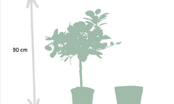 Set van 2 Ficussen in mand - Elastica & Benghalensis