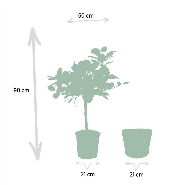 Set van 2 Ficussen in mand - Elastica & Benghalensis