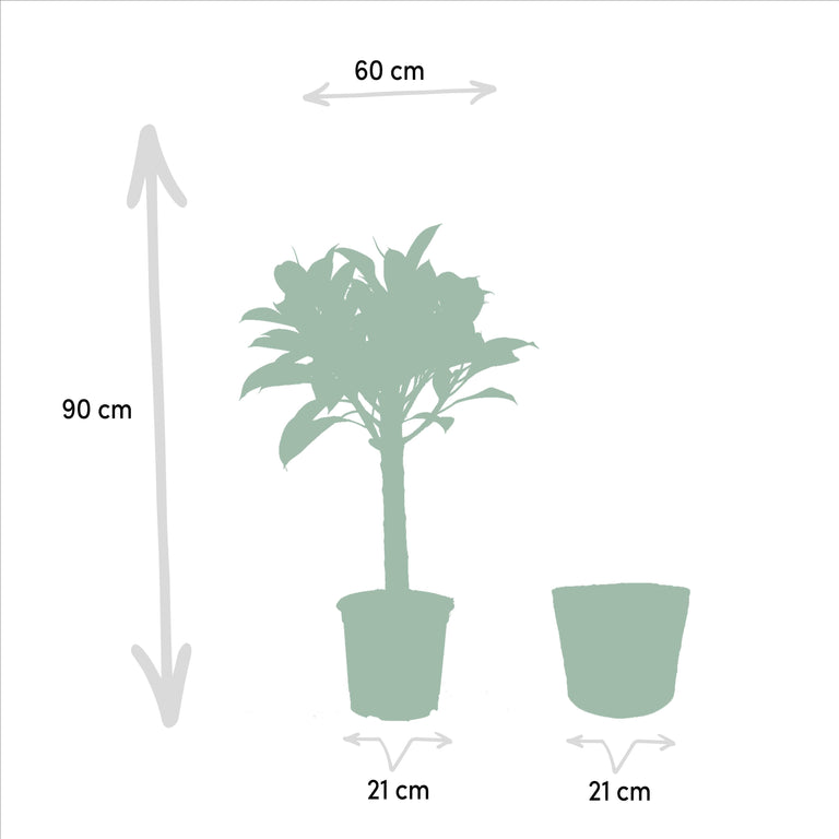 Set van 2 Ficussen in mand - Elastica & Benghalensis