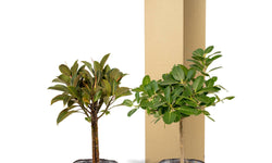 Set van 2 Ficussen in mand - Elastica & Benghalensis