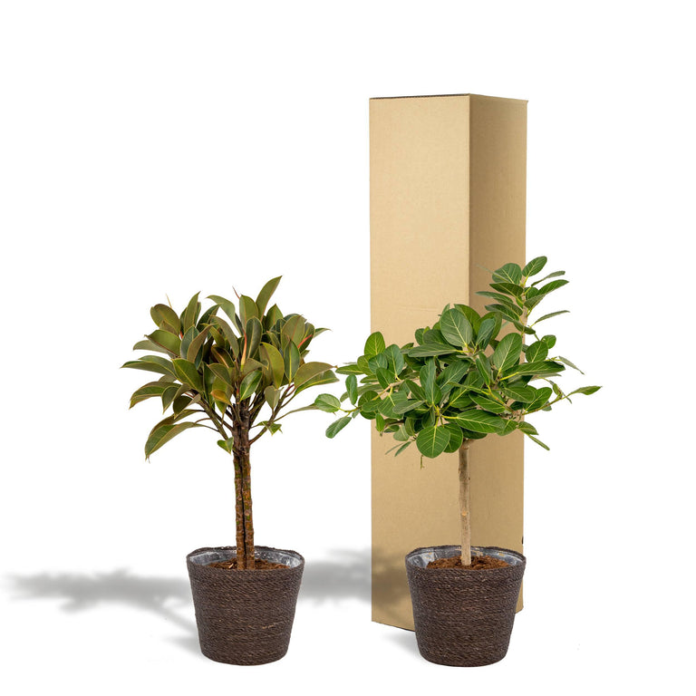 Set van 2 Ficussen in mand - Elastica & Benghalensis