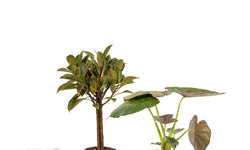 Set van 2 kamerplanten - Ficus Elastica Melany & Alocasia Wentii