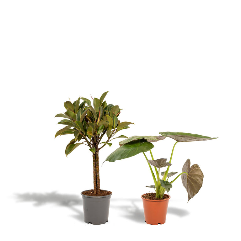 Set van 2 kamerplanten - Ficus Elastica Melany & Alocasia Wentii