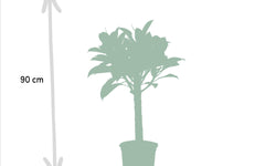 Set van 2 kamerplanten - Ficus Elastica Melany & Alocasia Wentii