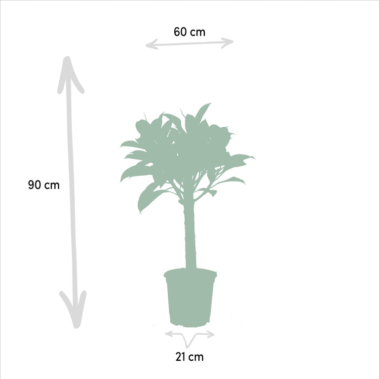 Set van 2 kamerplanten - Ficus Elastica Melany & Alocasia Wentii
