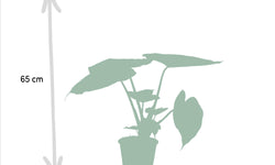 Set van 2 kamerplanten - Ficus Elastica Melany & Alocasia Wentii