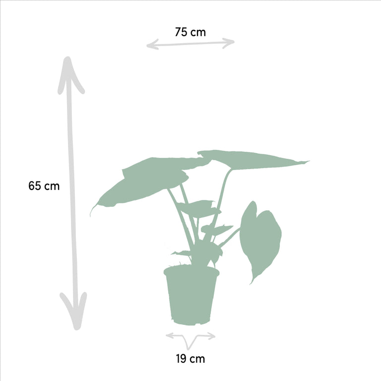 Set van 2 kamerplanten - Ficus Elastica Melany & Alocasia Wentii