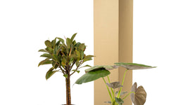 Set van 2 kamerplanten - Ficus Elastica Melany & Alocasia Wentii