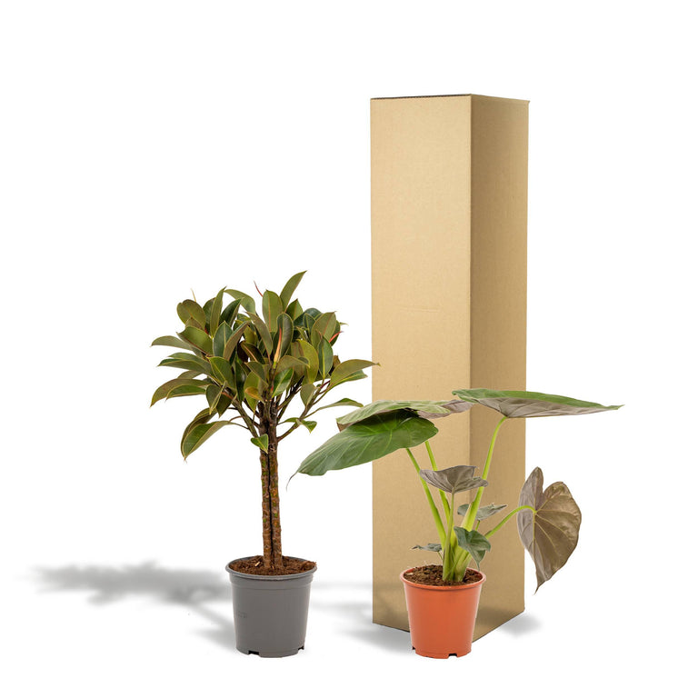 Set van 2 kamerplanten - Ficus Elastica Melany & Alocasia Wentii