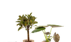 Set van 2 kamerplanten in mand - Ficus Elastica Melany & Alocasia Wentii