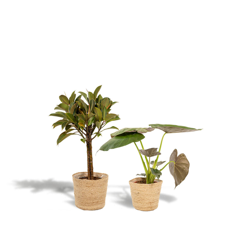 Set van 2 kamerplanten in mand - Ficus Elastica Melany & Alocasia Wentii