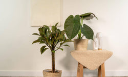 Set van 2 kamerplanten in mand - Ficus Elastica Melany & Alocasia Wentii