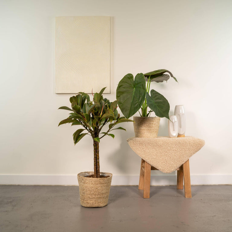 Set van 2 kamerplanten in mand - Ficus Elastica Melany & Alocasia Wentii