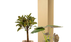 Set van 2 kamerplanten in mand - Ficus Elastica Melany & Alocasia Wentii