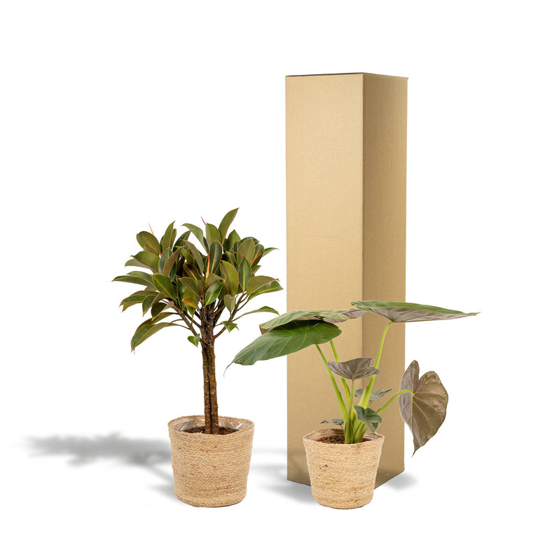Set van 2 kamerplanten in mand - Ficus Elastica Melany & Alocasia Wentii