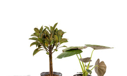 Set van 2 kamerplanten in mand - Ficus Elastica Melany & Alocasia Wentii