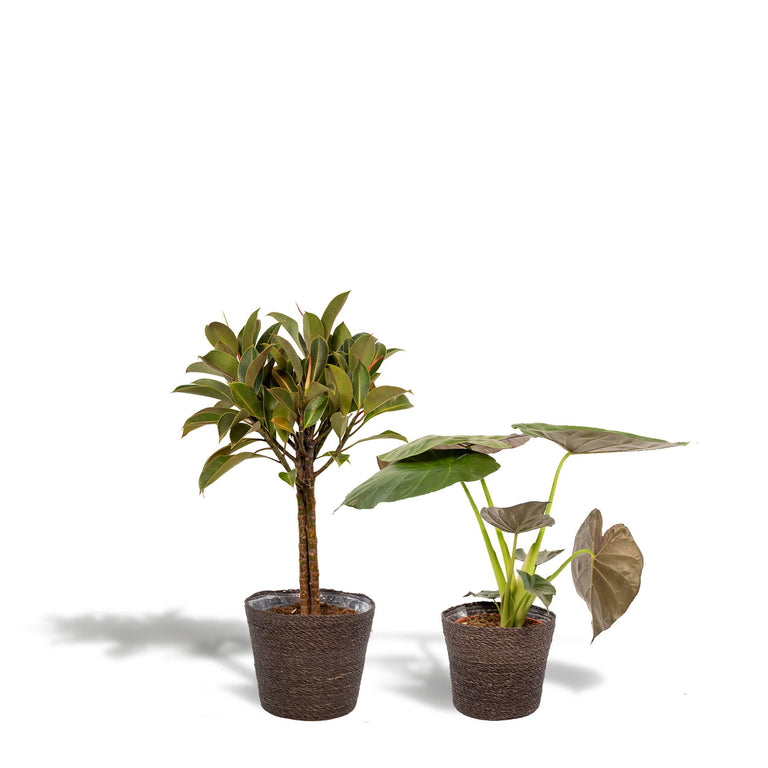 Set van 2 kamerplanten in mand - Ficus Elastica Melany & Alocasia Wentii