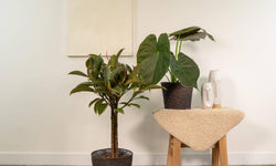 Set van 2 kamerplanten in mand - Ficus Elastica Melany & Alocasia Wentii