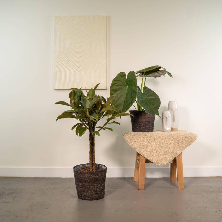 Set van 2 kamerplanten in mand - Ficus Elastica Melany & Alocasia Wentii