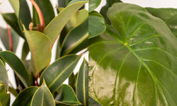 Set van 2 kamerplanten in mand - Ficus Elastica Melany & Alocasia Wentii