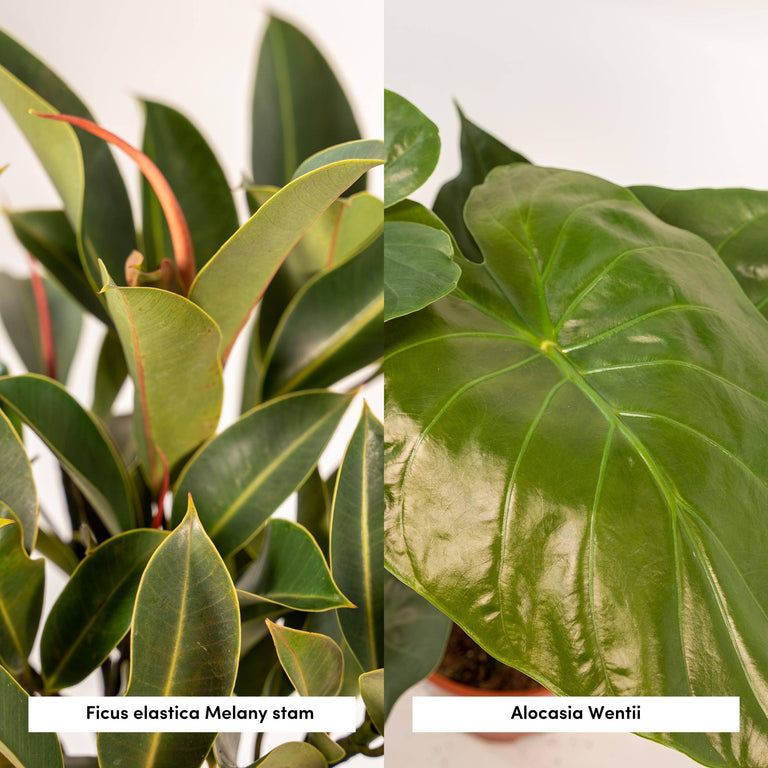 Set van 2 kamerplanten in mand - Ficus Elastica Melany & Alocasia Wentii