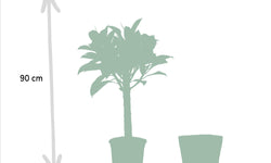 Set van 2 kamerplanten in mand - Ficus Elastica Melany & Alocasia Wentii