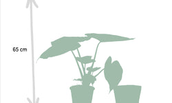 Set van 2 kamerplanten in mand - Ficus Elastica Melany & Alocasia Wentii