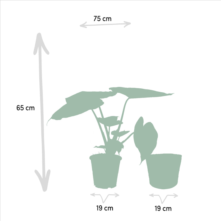 Set van 2 kamerplanten in mand - Ficus Elastica Melany & Alocasia Wentii