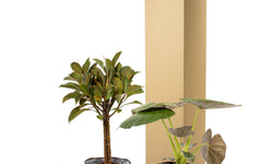 Set van 2 kamerplanten in mand - Ficus Elastica Melany & Alocasia Wentii