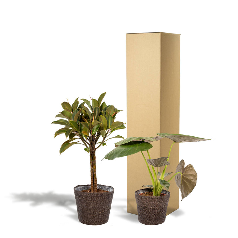Set van 2 kamerplanten in mand - Ficus Elastica Melany & Alocasia Wentii