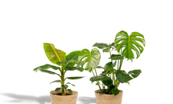 Set van 2 kamerplanten in mand- Monstera & Bananenplant