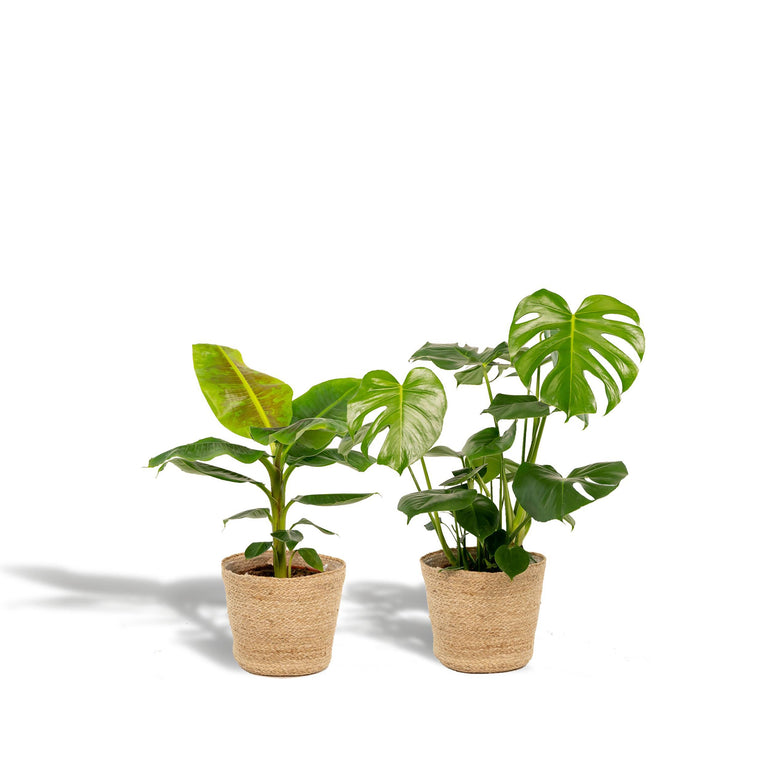 Set van 2 kamerplanten in mand- Monstera & Bananenplant