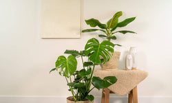 Set van 2 kamerplanten in mand- Monstera & Bananenplant