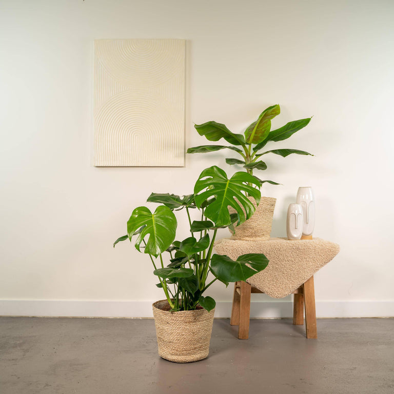 Set van 2 kamerplanten in mand- Monstera & Bananenplant